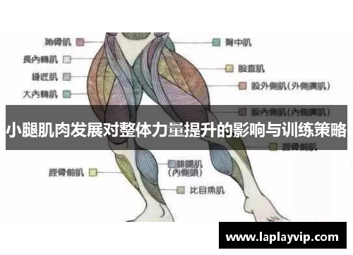 小腿肌肉发展对整体力量提升的影响与训练策略